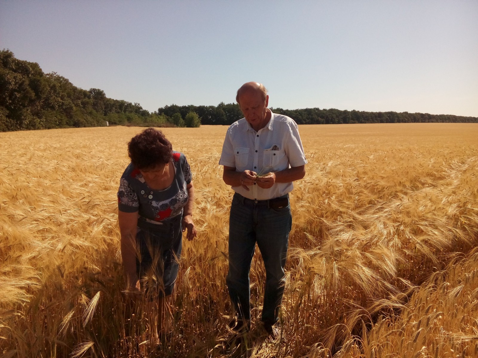 Дослідне поле коледжу – сезон 2017-2018