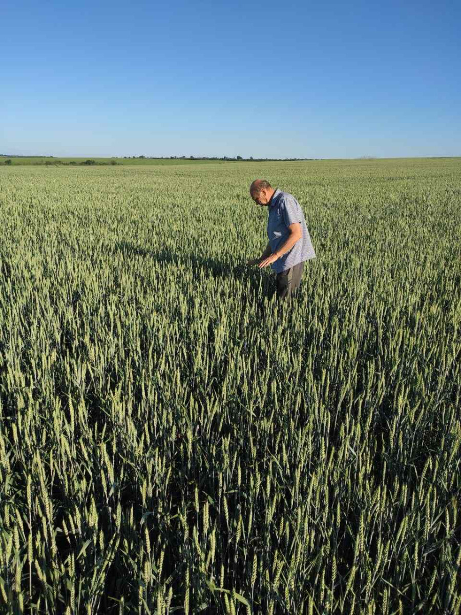 Наше дослідне поле в червені 2022 року