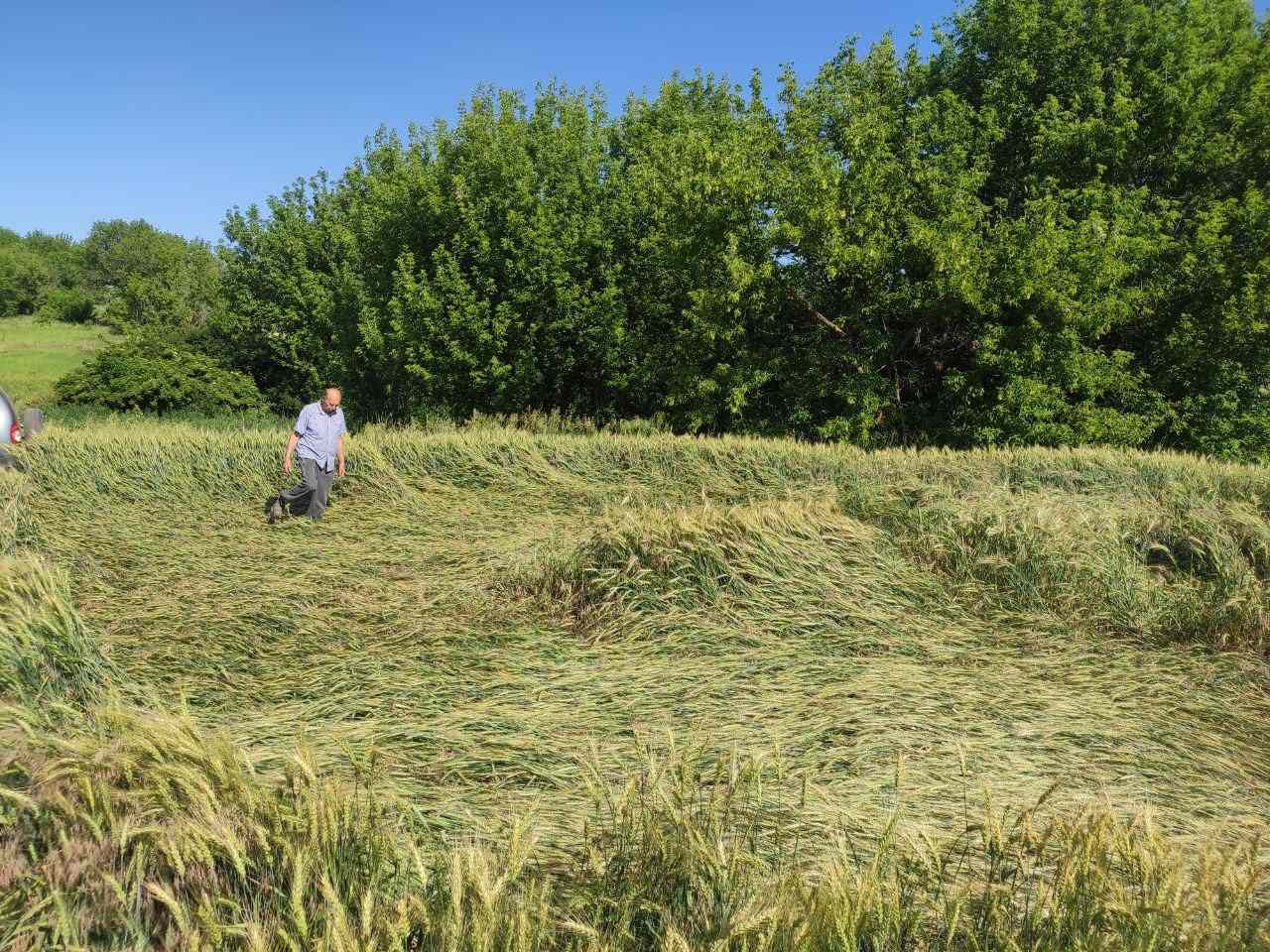 Дані про стан сортів на 20.06.2022